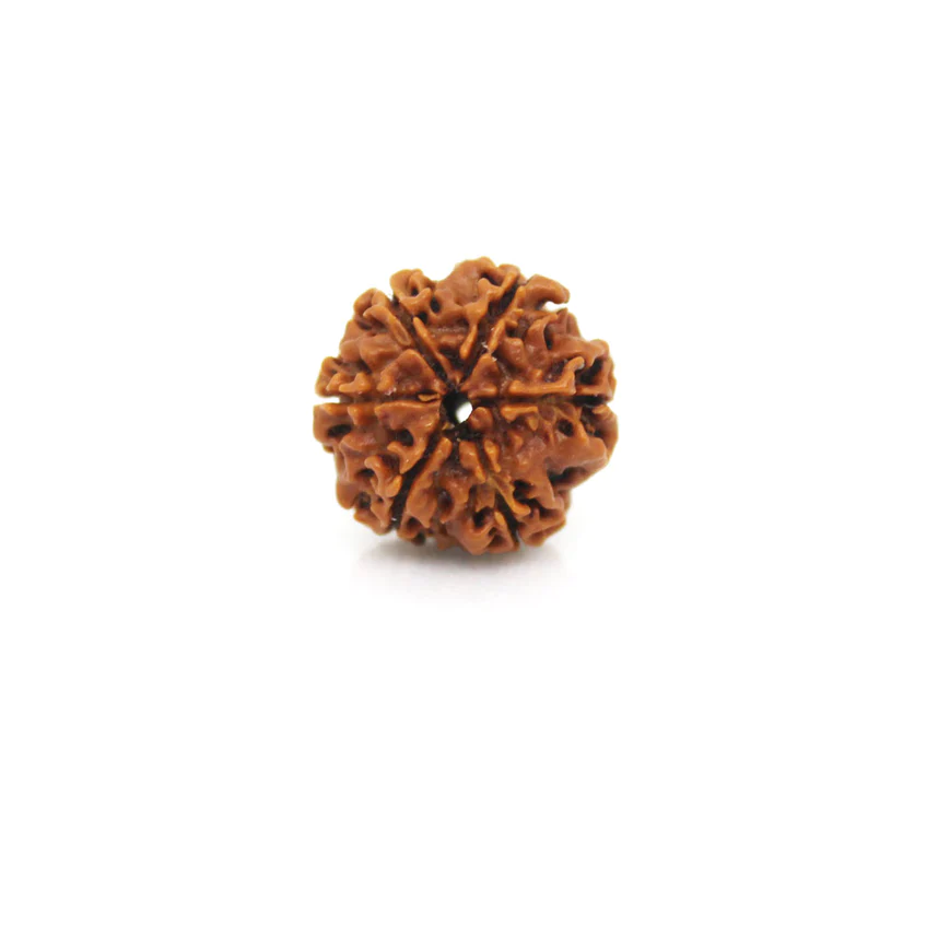 6 Mukhi Rudraksha (Nepal)