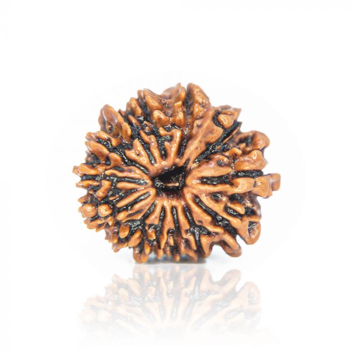 13- Mukhi Rudraksha (Nepal)