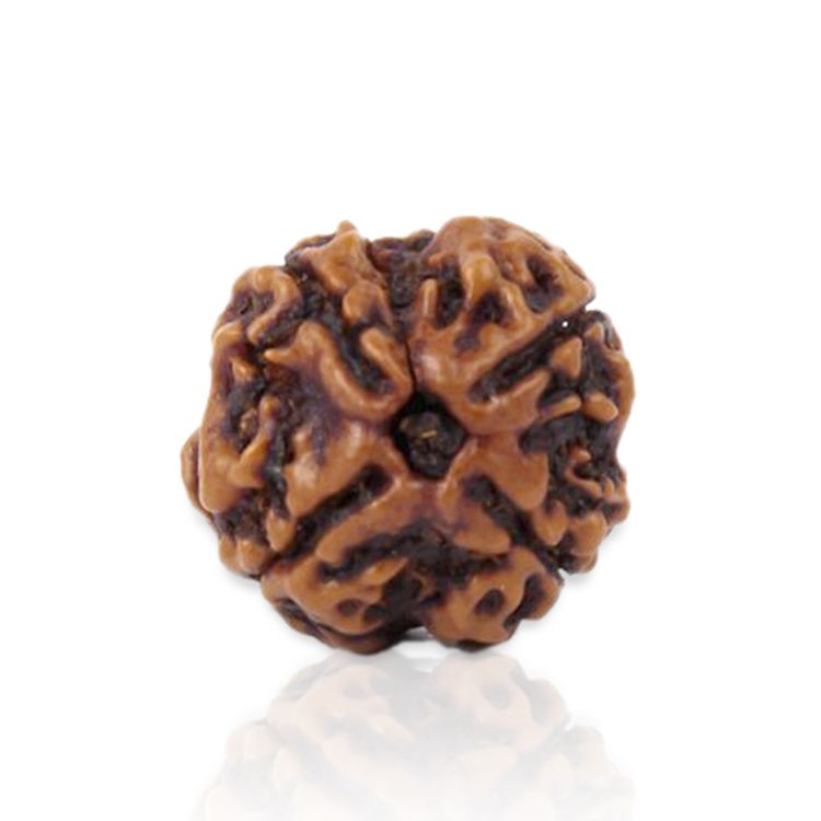 4 Mukhi Rudraksha (Nepal)