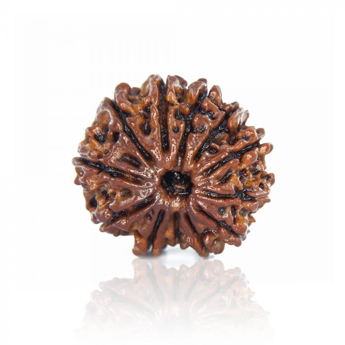 12-Mukhi Rudraksha (Nepal)