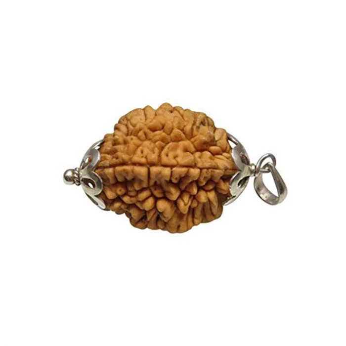 2 Mukhi Rudraksha